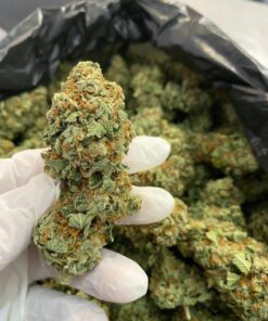 Jack Herer cannabis buds with frosty trichomes