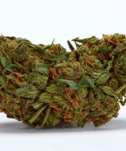 Durban Poison cannabis strain buds – pure sativa with dense trichomes, sweet earthy aroma, and uplifting effects