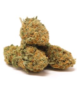 Fat Banana strain cannabis buds covered in trichomes with orange pistils