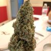 Captain Jack Strain cannabis buds with crystal trichomes