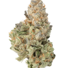 Close-up of Strawberry Banana strain buds showing neon green popcorn-shaped nugs with orange hairs and frosty trichomes