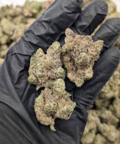 Close-up of dense, trichome-covered Jetlato cannabis buds