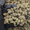 Cereal Milk strain dense frosty cannabis buds with trichomes and orange hairs