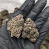 Close-up of Honey Bun Weed Strain cannabis buds, a hybrid from Cookies with sweet nutty flavors, lavender aroma, and frosty trichomes.